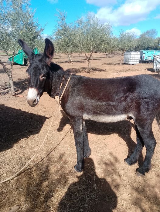 Burro    inteiro