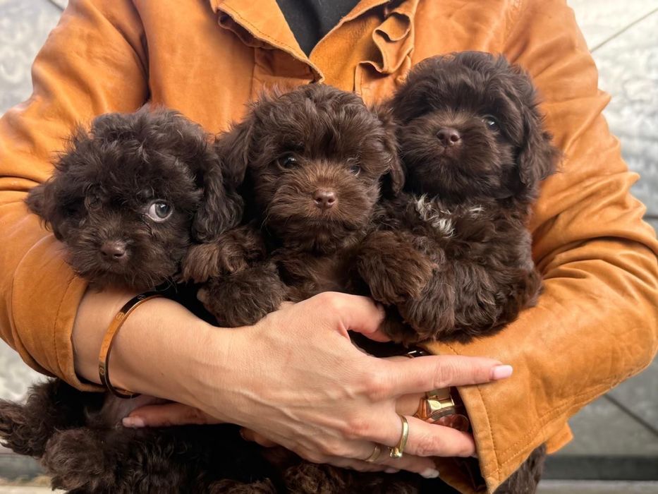 МАЛЬТІПУ, ПУДЕЛЬ ТЕДДИ