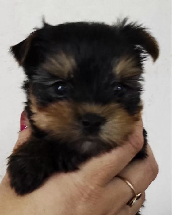 Йоркшерский терьер щенки мальчики