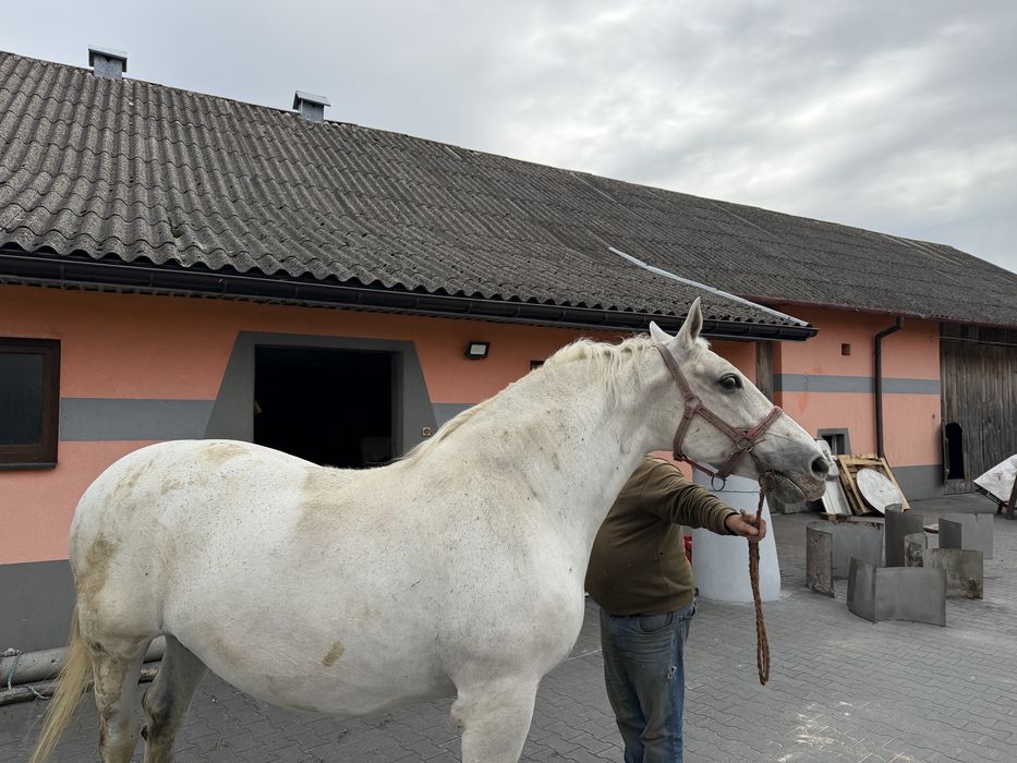 Klacz koń do zaprzegu
