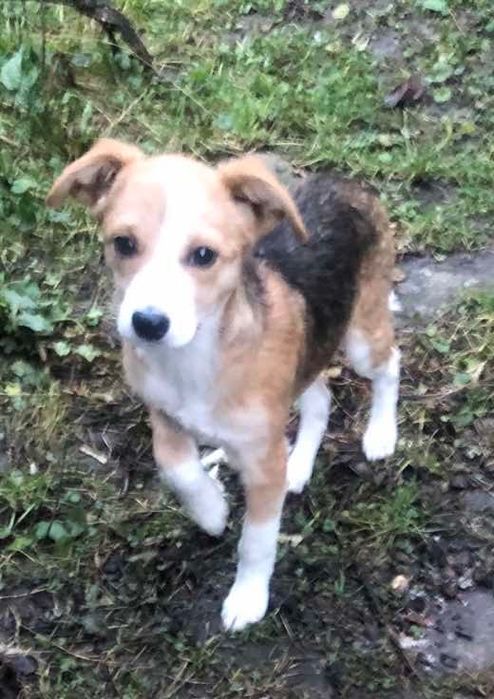 Ця маленька дівчинка-щенятко,