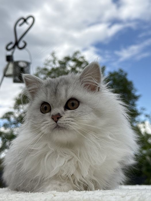 Серебристая шиншилла