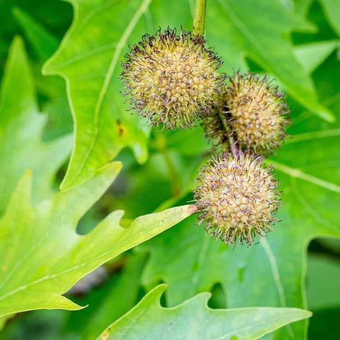 Платан.Саджанці у контейнерах