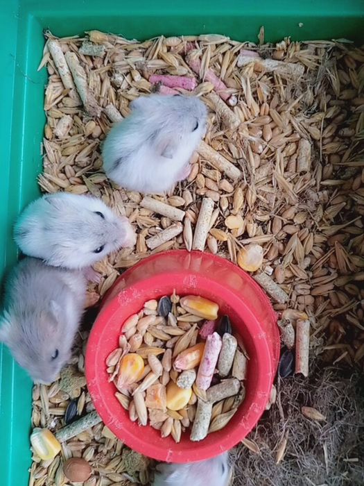 Джунгарик Кременчуг