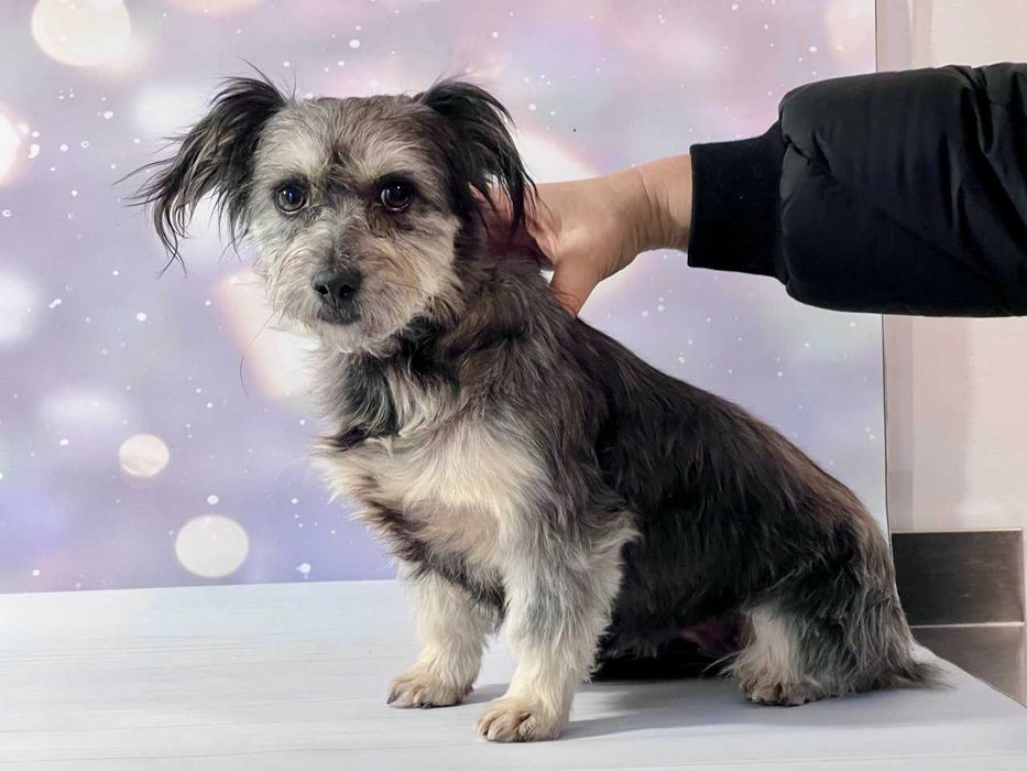 Мини-собачка девочка в добрые руки бесплатно ДНЕПР