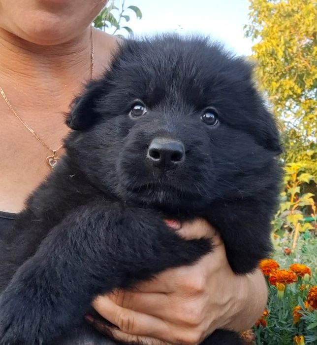 Породні цуценята німецької вівчарки