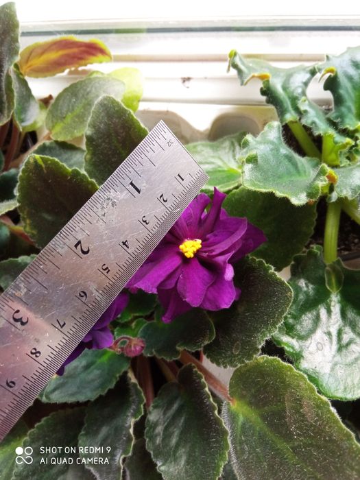 Фіалка сортова, кімнатний вазон