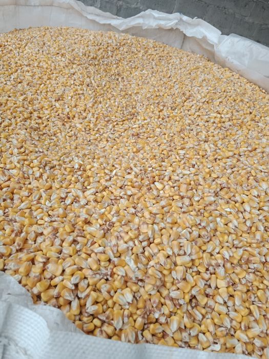 Kukurydza sucha workowana