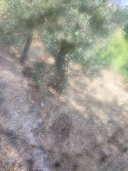 Vendo um terreno em mós Moncorvo