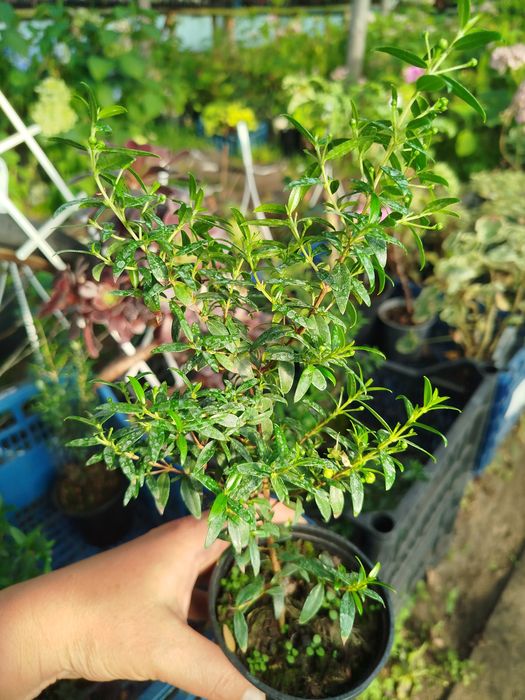 Мирт деревця від 100 грн