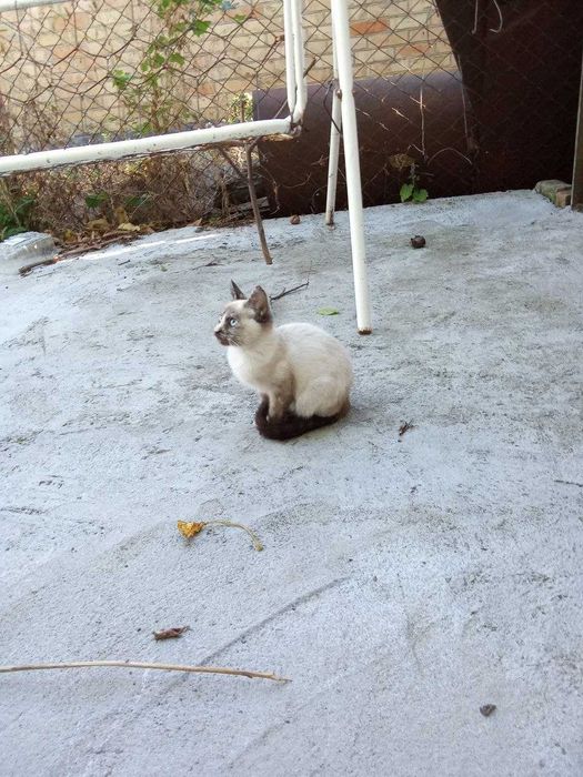 Кошенятка, віддам