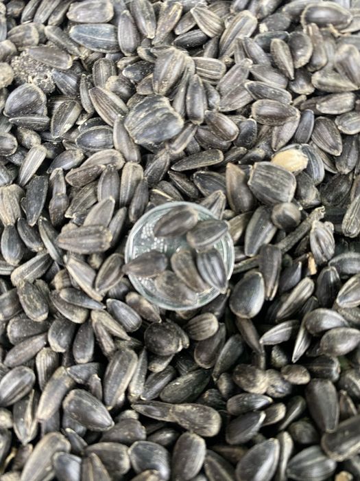 Насіння соняшнику Олійне