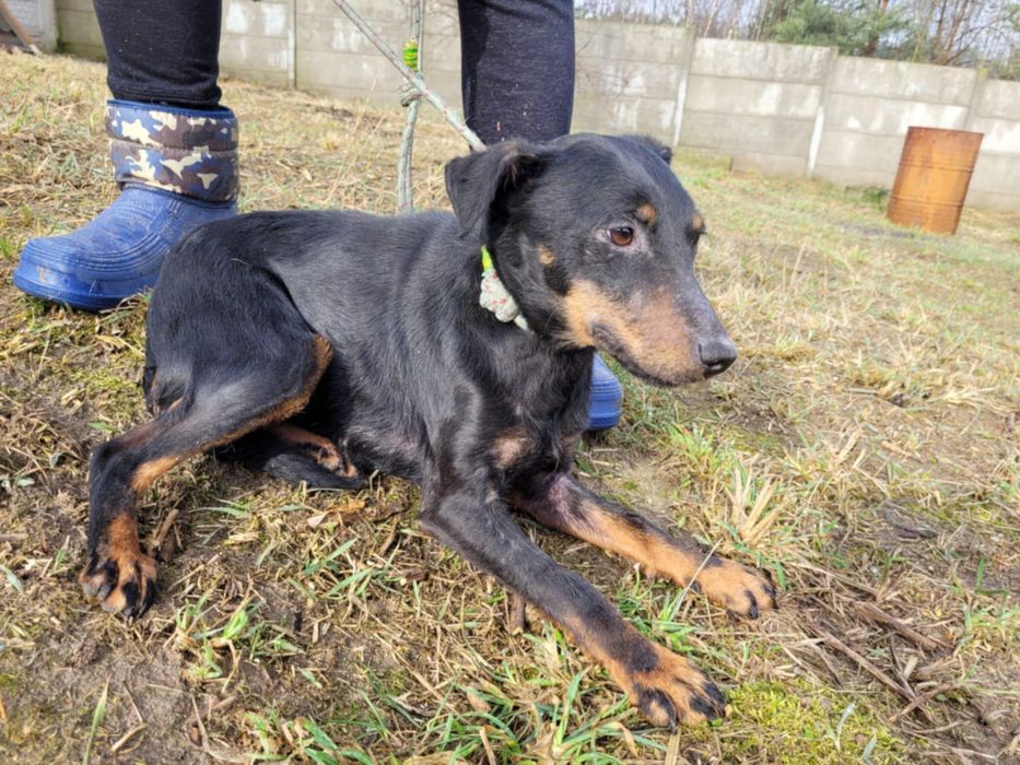 KOLA - mimo strachu, łagodna i cicha