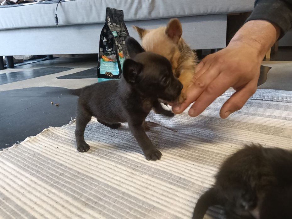 Yorkshire x Schnauzer mini