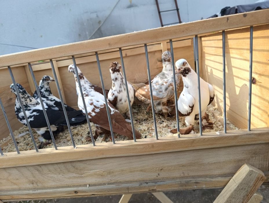 Sprzedam widymy w parach