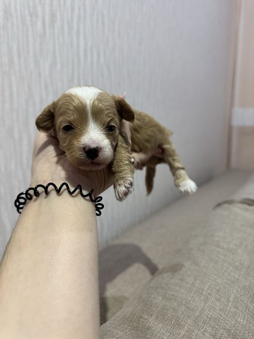 Мальтіпу мальтипу