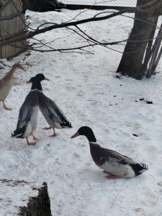 Sprzedam kaczki bieguski indyjskie