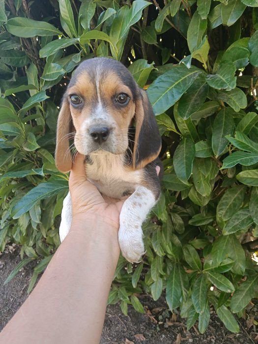 Beagle macho  dois meses