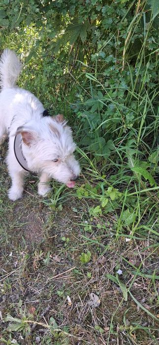 Jack Russel Terrier