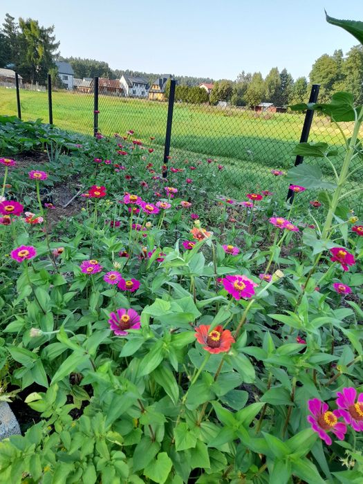 Nasiona kwiatów cynii