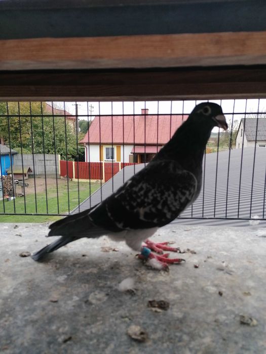 samczyk 2021 r, Janssens/Marciszewski gołębie pocztowe