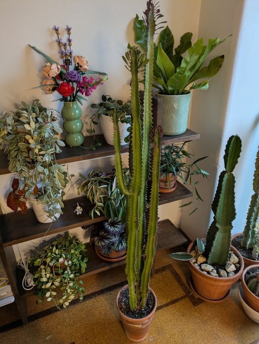 Planta suculenta euphorbia trigona rubra