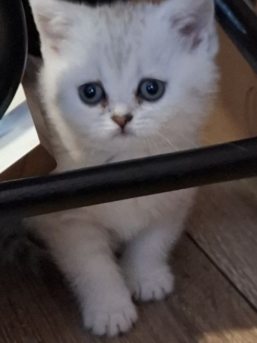 Шотландські кошенята