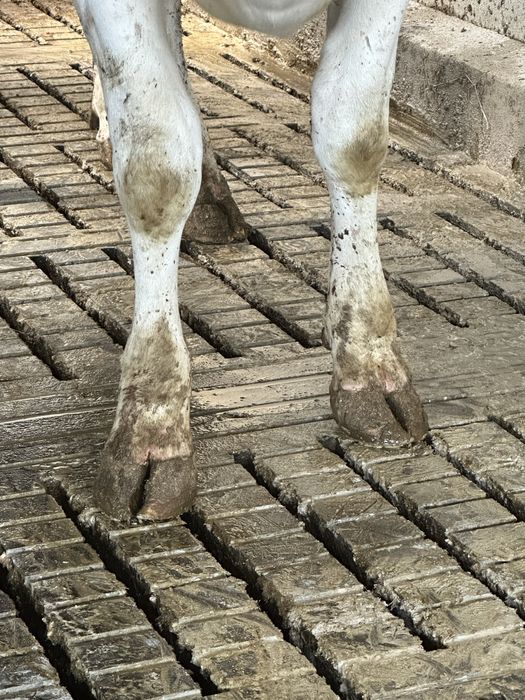 Mycie Fotowoltaiki obory chlewni kurników dachu nacinanie ruszt