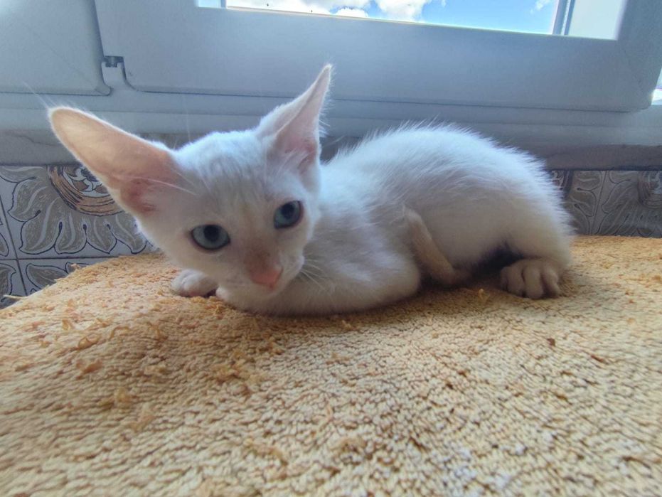 Gatas bebés para adoção consciente