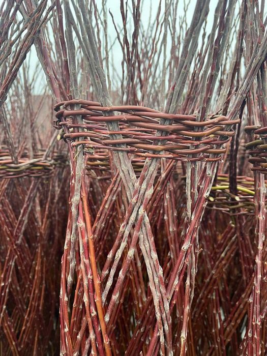 Producent Wierzba Pleciona 130cm 27zl