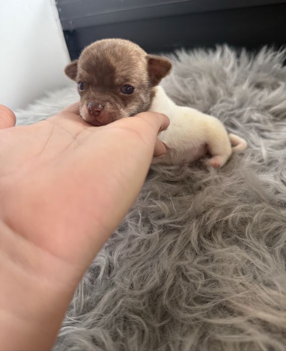 Menino Chihuahua  *lindissimo“ de bolso.