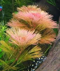 Cabomba Piauhyensis (Cab.red)