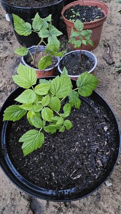 Vendo algumas árvores de fruto