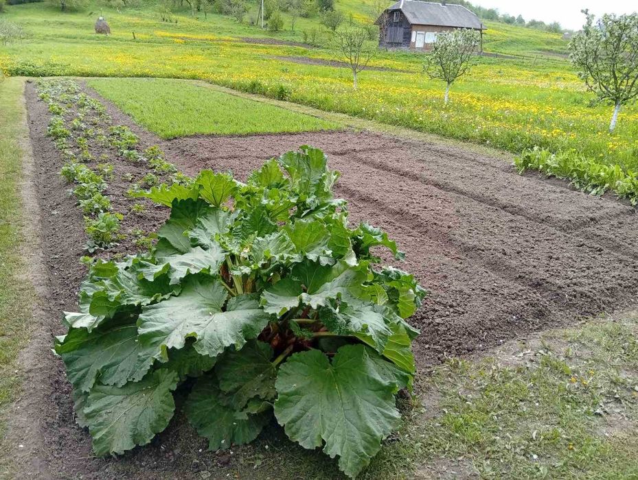 Продаж будинку в с. Крушельниця з великою ділянкою