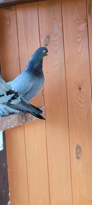 Berlińskie Krótkodziobowe