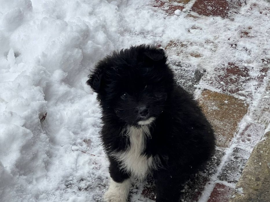 Цуценята хлопчики безкоштовно