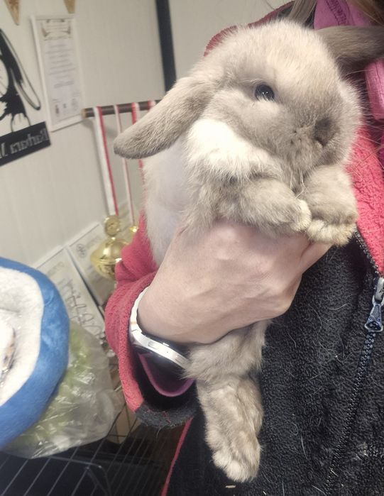 Króliki Mini lop rasowe