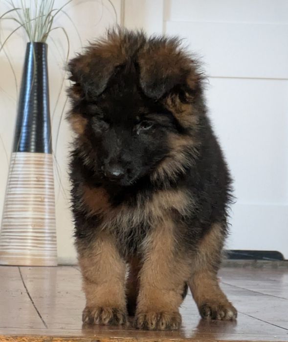 Owczarek niemiecki długowłosy