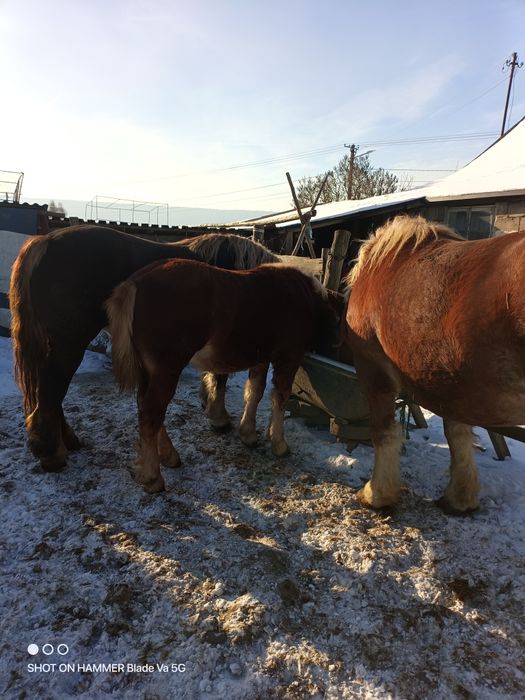 Sprzedam żrebaki w typie  Sztumskim 7 misięczne