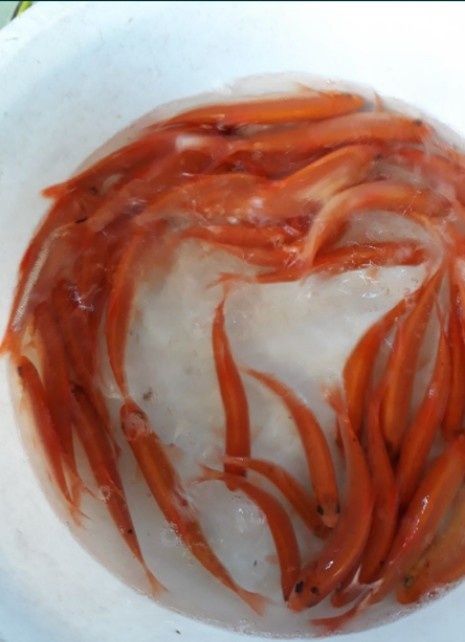 Karp koi butterfly karaś ozdobny orfa amur tołpyga