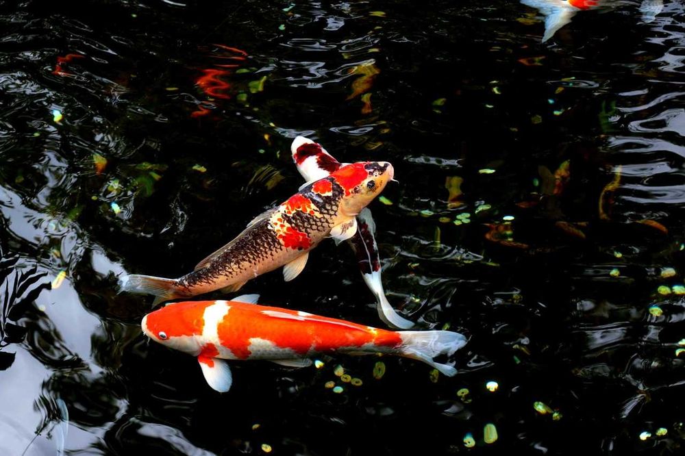 Sprzedam karpia koi 40-50 cm