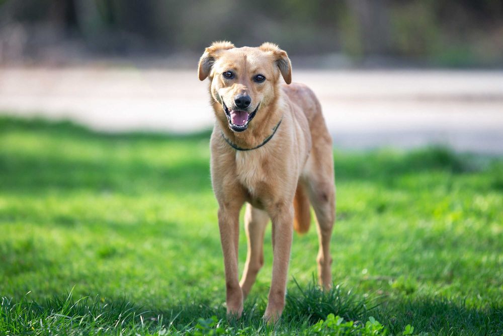 Віддам в добрі руки особливу молоду собачку Фею.