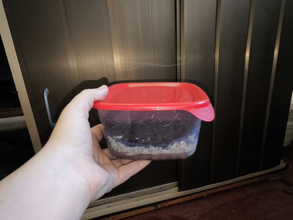 Грендаль, грендальский червь