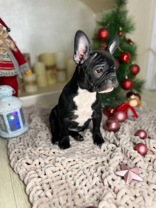 Французькі бульдожки