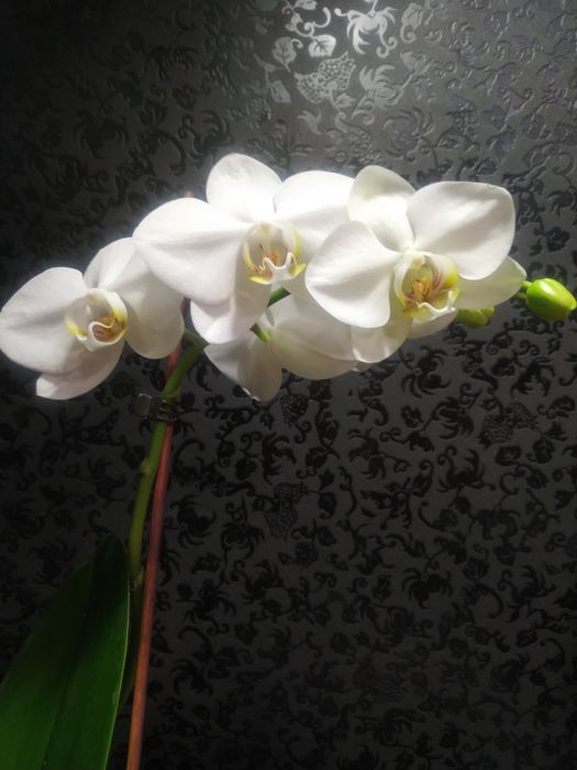 Кімнатні рослини