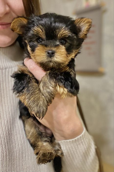 Йорчики хлопчики та дівчатка на свята)