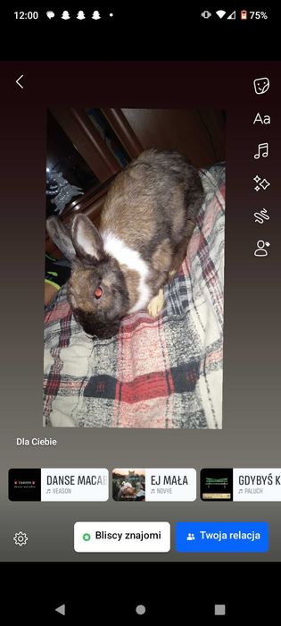 Oddam królika w dobre ręce