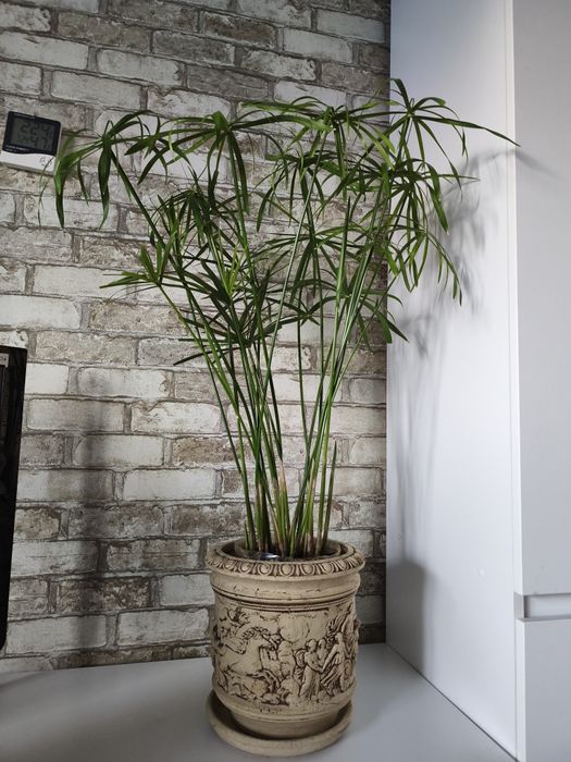 Продам вазон циперус