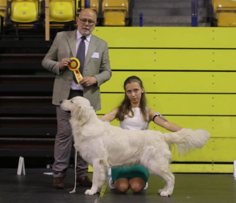 Шикарный кобель золотистого ретривера