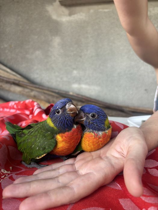 Loris domesticados criados a mão